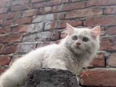 odd eyes male kitten