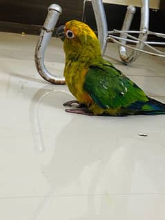 sun conure chick