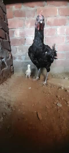 Aseel mianwali bangum  female with one chick