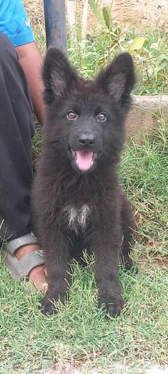 Nonpedigree Pups