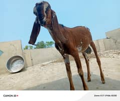 2 dant male  healthy and active