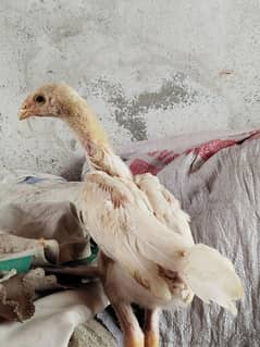Top Quality O Shamo chicks