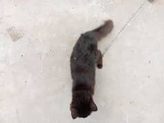 2 cat for sale