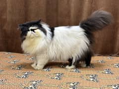 Peki face male