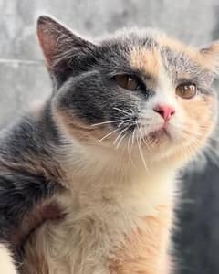 Calico BSH female