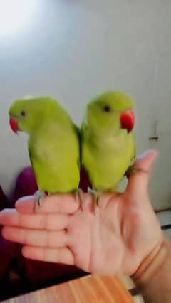 03369510495 Single parrot 7000 Green ringneck parrot handtame friendly