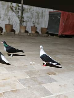 pigeons