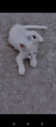 Double coated cats