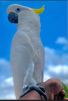 triton cockatoo