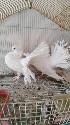 White Fantail Breeder Pair for Sale