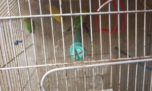 selling bird