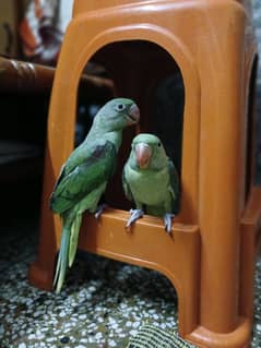 Raw parrots pair