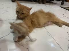 ginger color  female cat