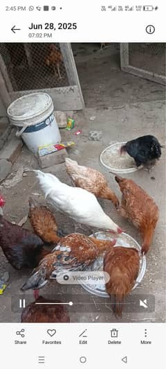 گولڈن