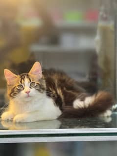 Mainecoon Kitten| MaineCoon Cat | Mainecoon Kittens Available For Sale