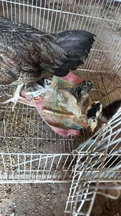 pure aseel mianwali breed aseel choza premium quality