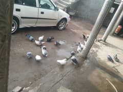 Peagon all for sale or exchange with misri hens