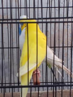 parrot astralian green neck