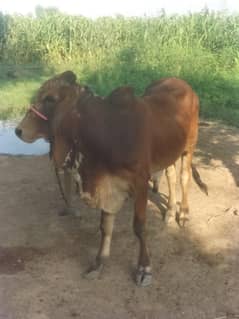  Red Grandy Barhaman Bull for Sale – Heavy, Fit & 1.5 Years Old