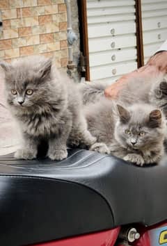 Russian 3 babys