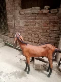 Nagra