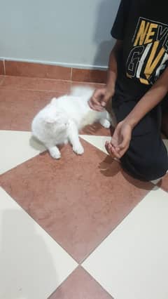 white cat for sale