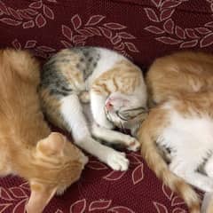 Cute Playful Kittens