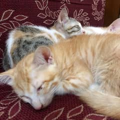 Cute Playful Kittens