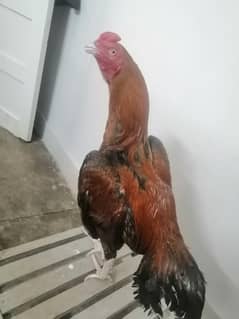 peela