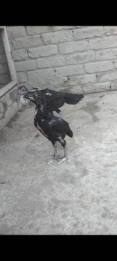 lassani aseel