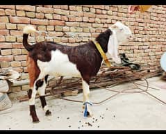 Bakra