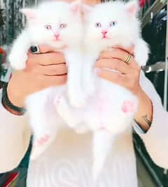 Persian kitten for urgent saleMy WhatsApp number 03413177865