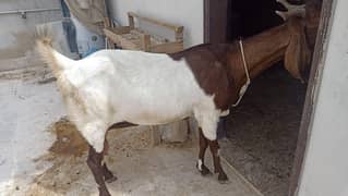 Goat for sale