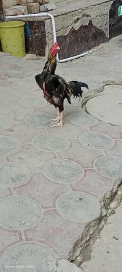 murga