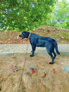 Pure Labrador female high quality