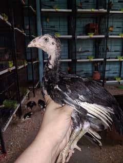 Aseel /Astralop/Pele Aseel /Golden buffetc / Aseel breeds /Hens /مرغی
