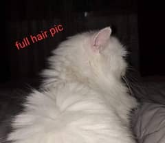 Persian active healthy cat