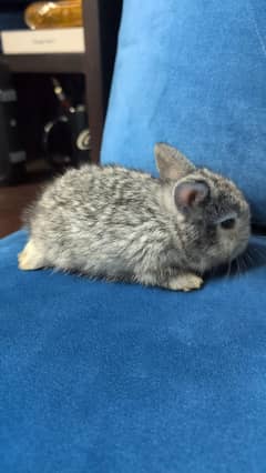 Floppy-Eared Baby Bunnies for Sale in Lahore| Imported Bunnies