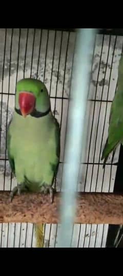 kashmiri raw parrot pair brider