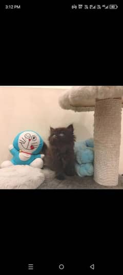 Persian kitten