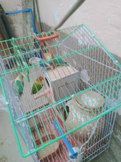 3 joriyaan hen love bird and black mask