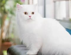 Persian