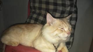 Cat for sale pure double coated Persian
