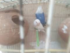 love bird for sale red eyes