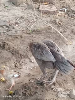 aseel murgi 3 bacha bi sath hai