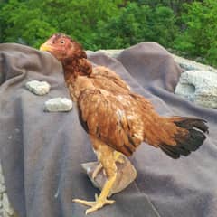 aseel hen