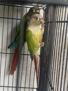 Green chick and pineapple concern