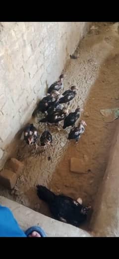 aseel chicks