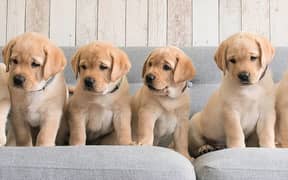 labrador puppies 03198435459