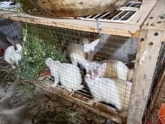 male female young rabit above 1 kg for sale